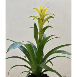 Guzmania Grande