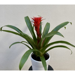 Guzmania Punta