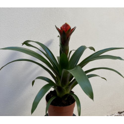 Guzmania Hope