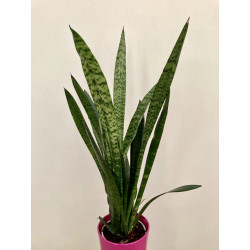 Sansevieria