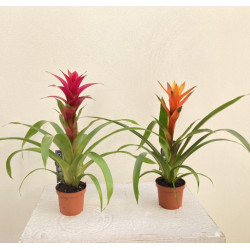 Guzmania pequeña