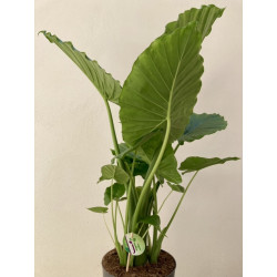 Alocasia