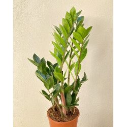 Zamioculcas