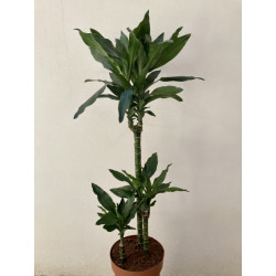 Dracaena Fragrans