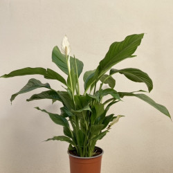 Spathiphyllum