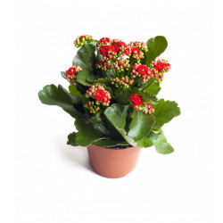 Kalanchoe