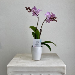 Orquídea Mini