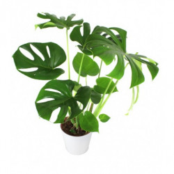 Monstera Deliciosa