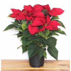 Planta Navidad (Poinsettia)